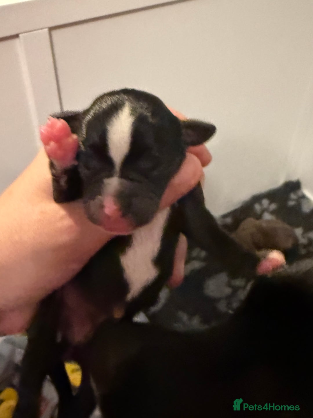 Mixed Breed dogs for sale: French bulldog/terrier cross  - Image 5
