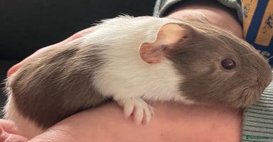 Guinea Pig rodents - Advert 6