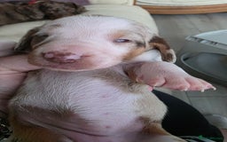 Dachshund dogs for sale: Dachshund for sale. Ready to leave  - Image 12