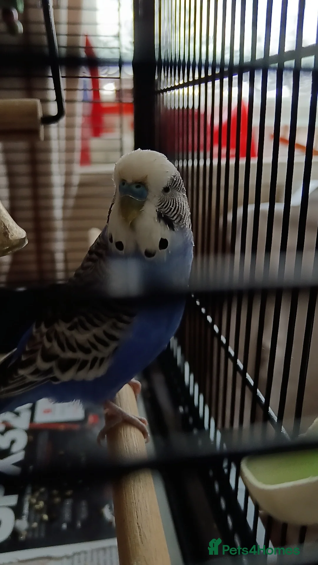 Budgerigars birds for sale: Beautiful Blue Budgie 🐦 - Advert 6
