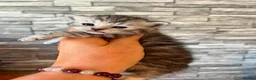 Maine Coon cats for sale: Maine coon x  in Chippenham - Advert 4
