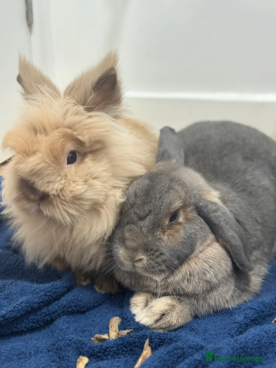 Mixed Breed rabbits for sale: 3 Bonded Rabbits, Mini lop, Lionhead and mixed in Barnstaple - Advert 2