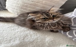 Persian cats for sale: Beautiful loving Persian Boy - Image 2