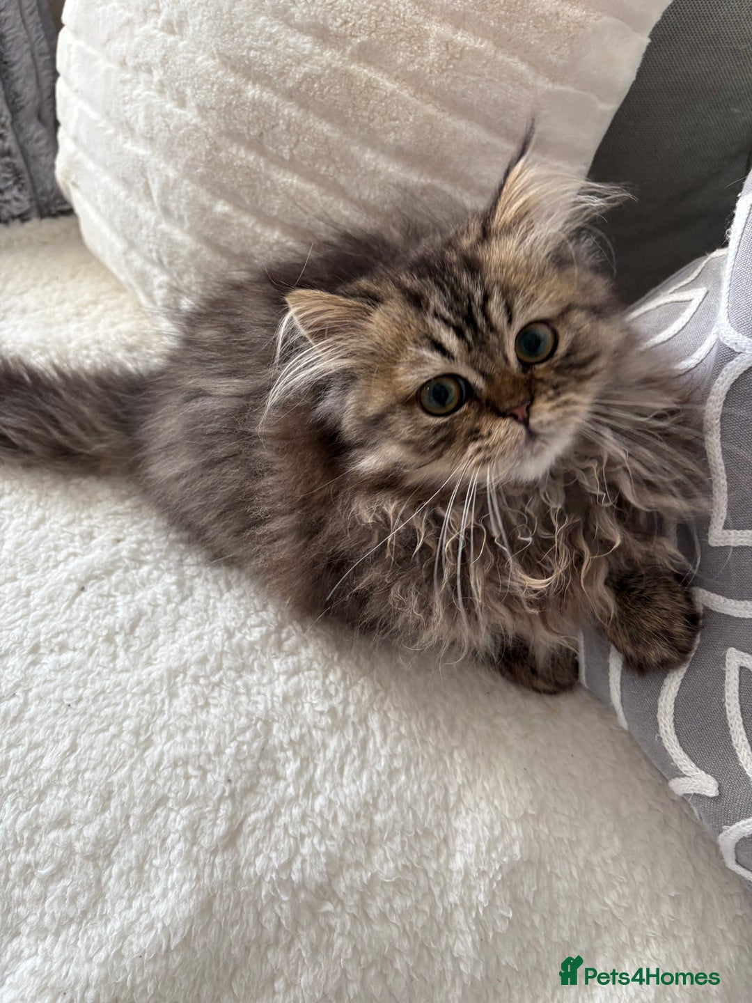 Persian cats for sale: Beautiful loving Persian Boy - Image 2