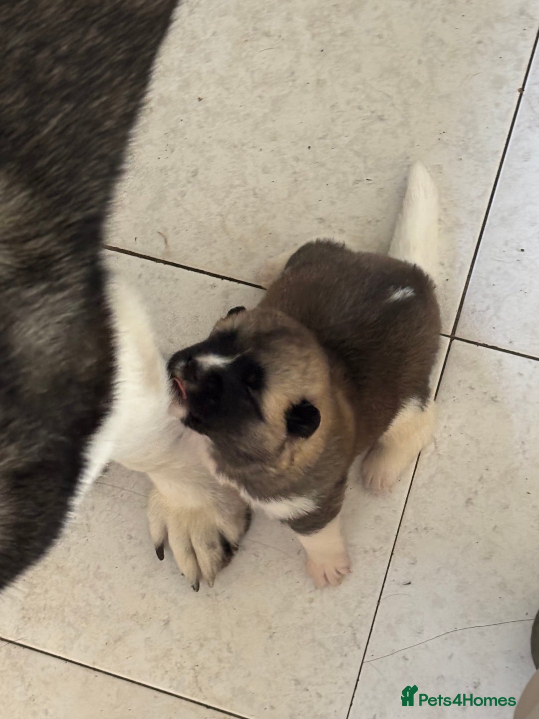 Akita dogs for sale:  ⭐ READY NOW adorable chunky A/AKITAS - Image 13
