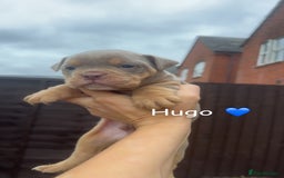 Olde English Bulldogge dogs for sale: Olde English bulldogge pups - Image 7