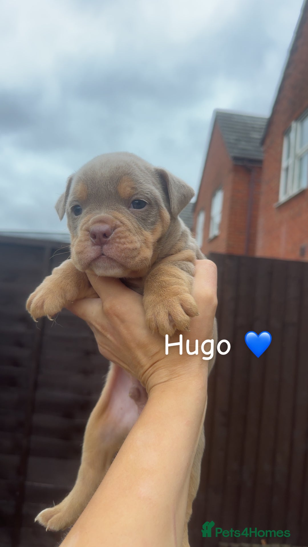 Olde English Bulldogge dogs for sale: Olde English bulldogge pups - Image 7