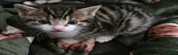 Mixed Breed cats for sale: Cross Breed Kittens - Advert 9