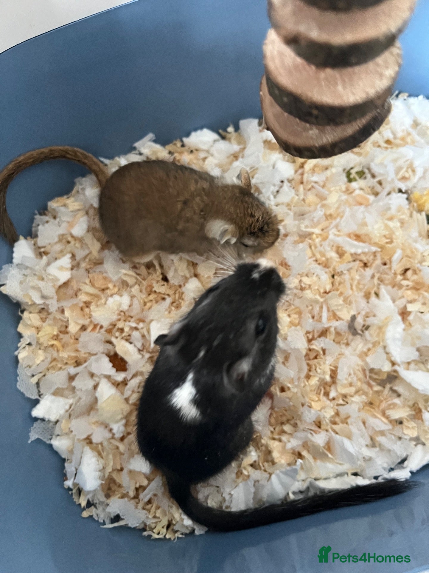 Gerbil rodents Gerbils (FEMALE) x2 - Advert 3