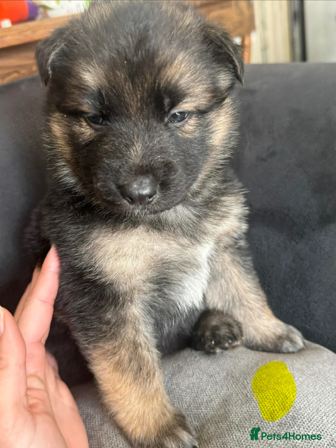 German Shepherd dogs for sale: German shepherd puppies long hair… - Advert 2