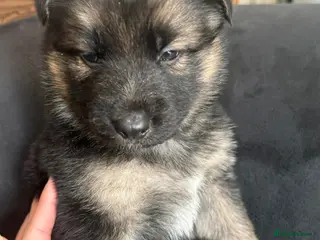 German Shepherd dogs German shepherd puppies - Advert 4