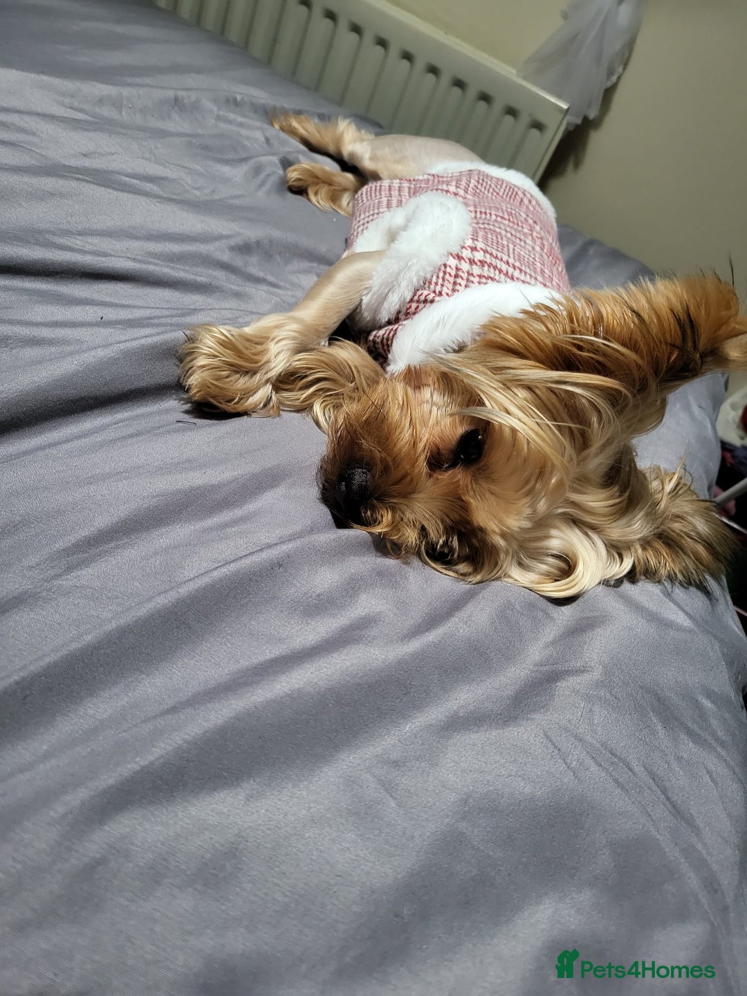 Yorkshire Terrier dogs for sale: 💖 Stunning Yorkshire Terrier Puppies in Derby - Image 9