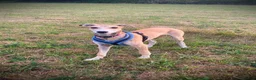Mixed Breed dogs for adoption: Sweet Aurora 5 months old in Usk - Advert 5