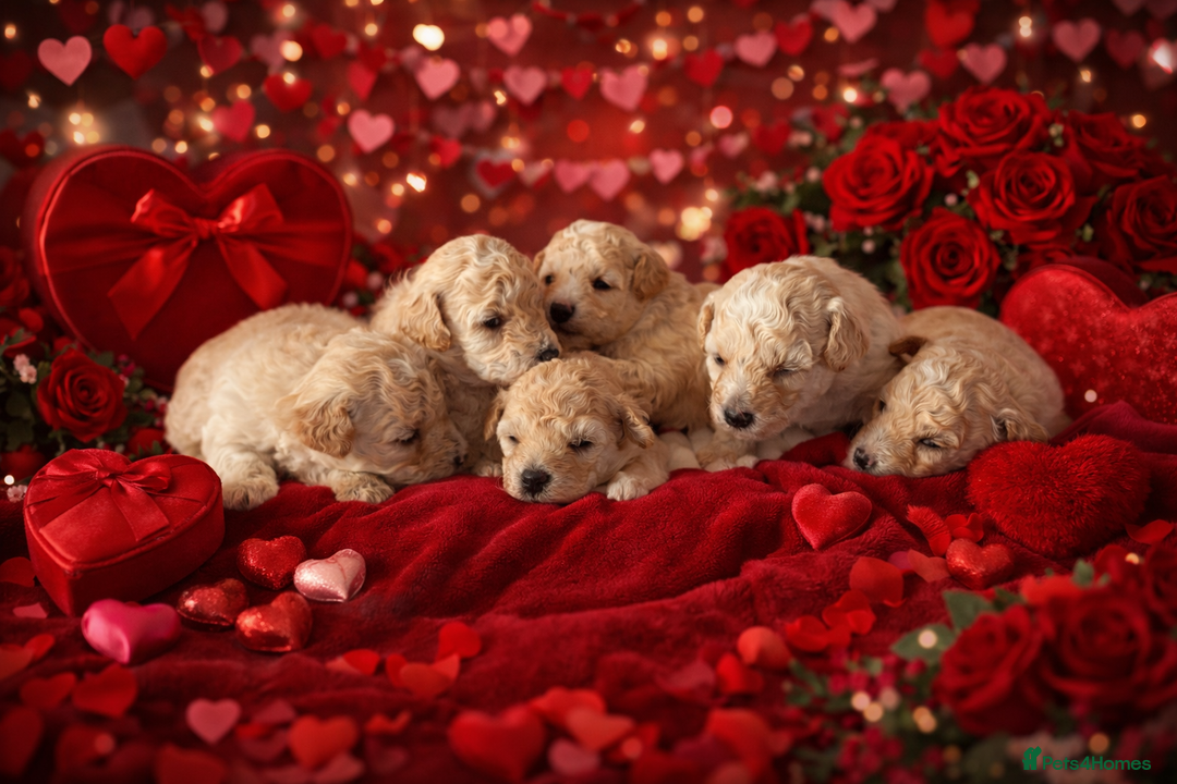 Poochon dogs for sale: Beautiful fluffy puppies  - Advert 1