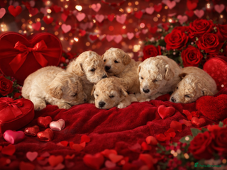 Poochon dogs Beautiful fluffy puppies - Advert 4