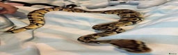 Python Snake reptiles for sale: Ball python  - Advert 6