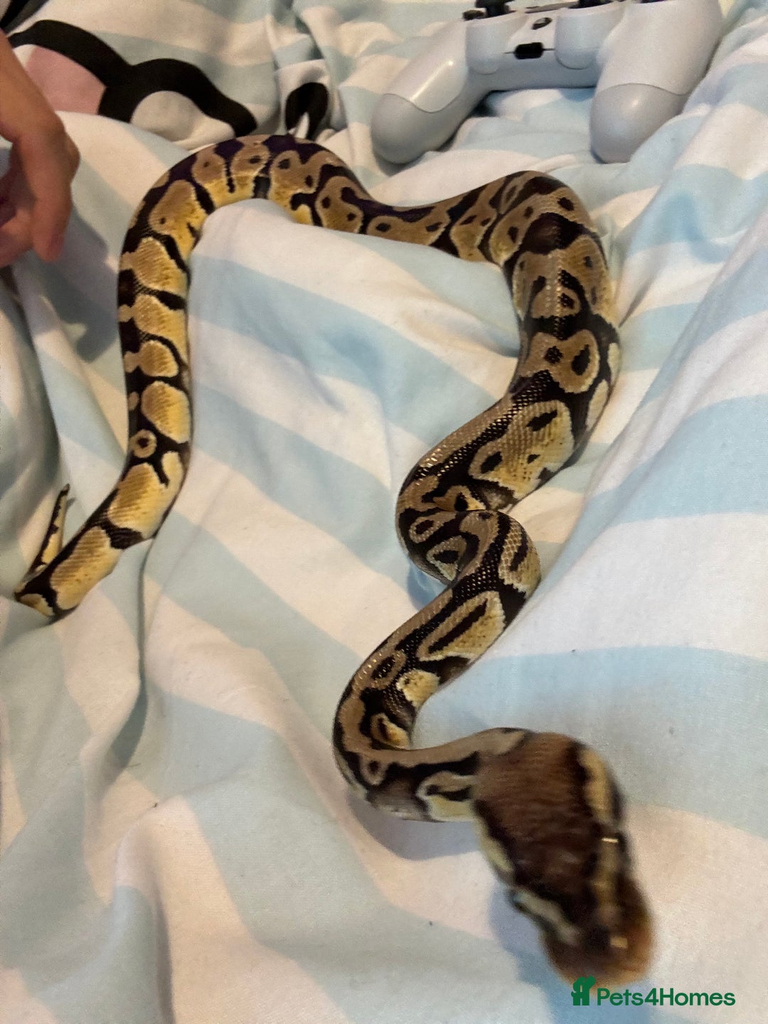 Python Snake reptiles for sale: Ball python  - Advert 6