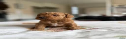 Cavapoo dogs for sale: Reduced F1b Toy Cavapoo girl health tested parents - Advert 21