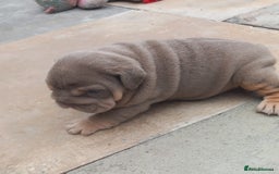 English Bulldog dogs for sale: Miniture english bulldogs  - Image 6