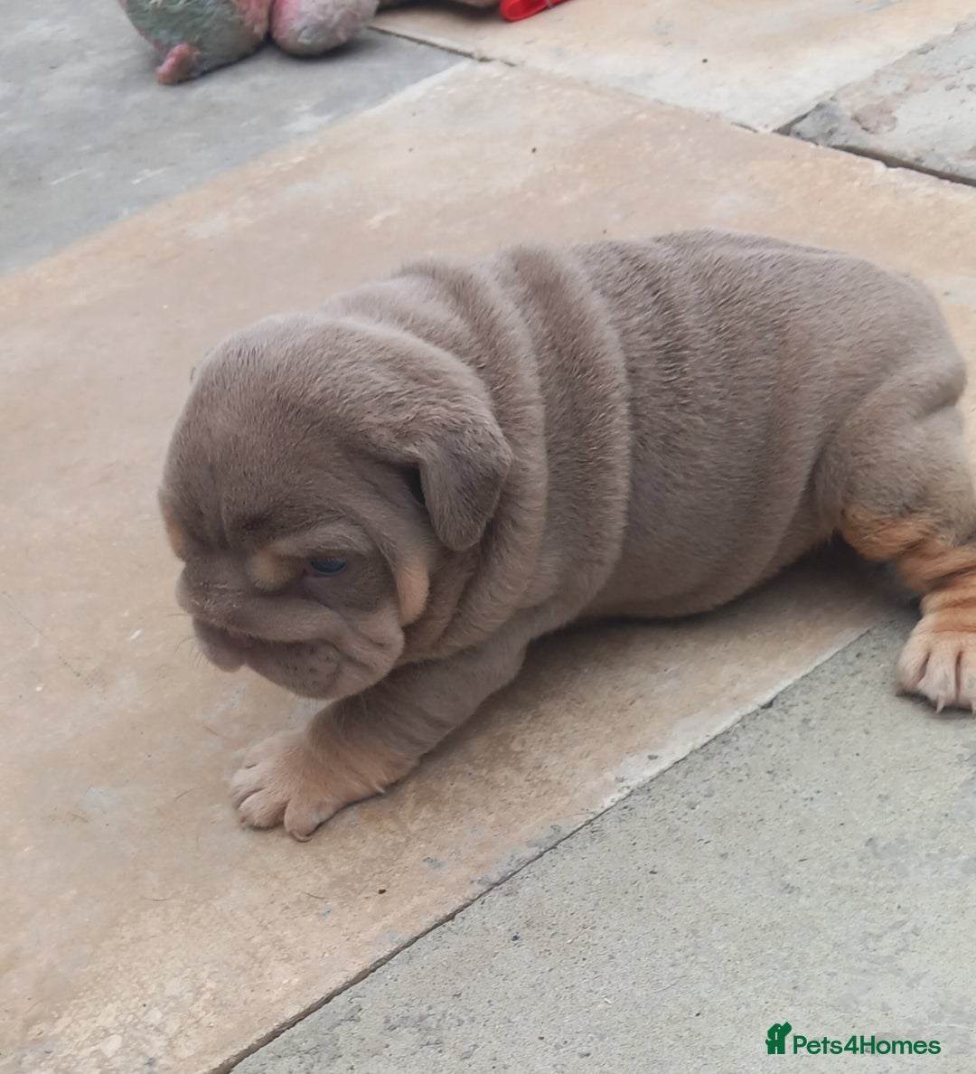 English Bulldog dogs for sale: Miniture english bulldogs  - Image 6