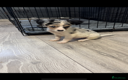 Mixed Breed dogs for sale: Gorgeous litter of Jack x chi pups  - Image 4