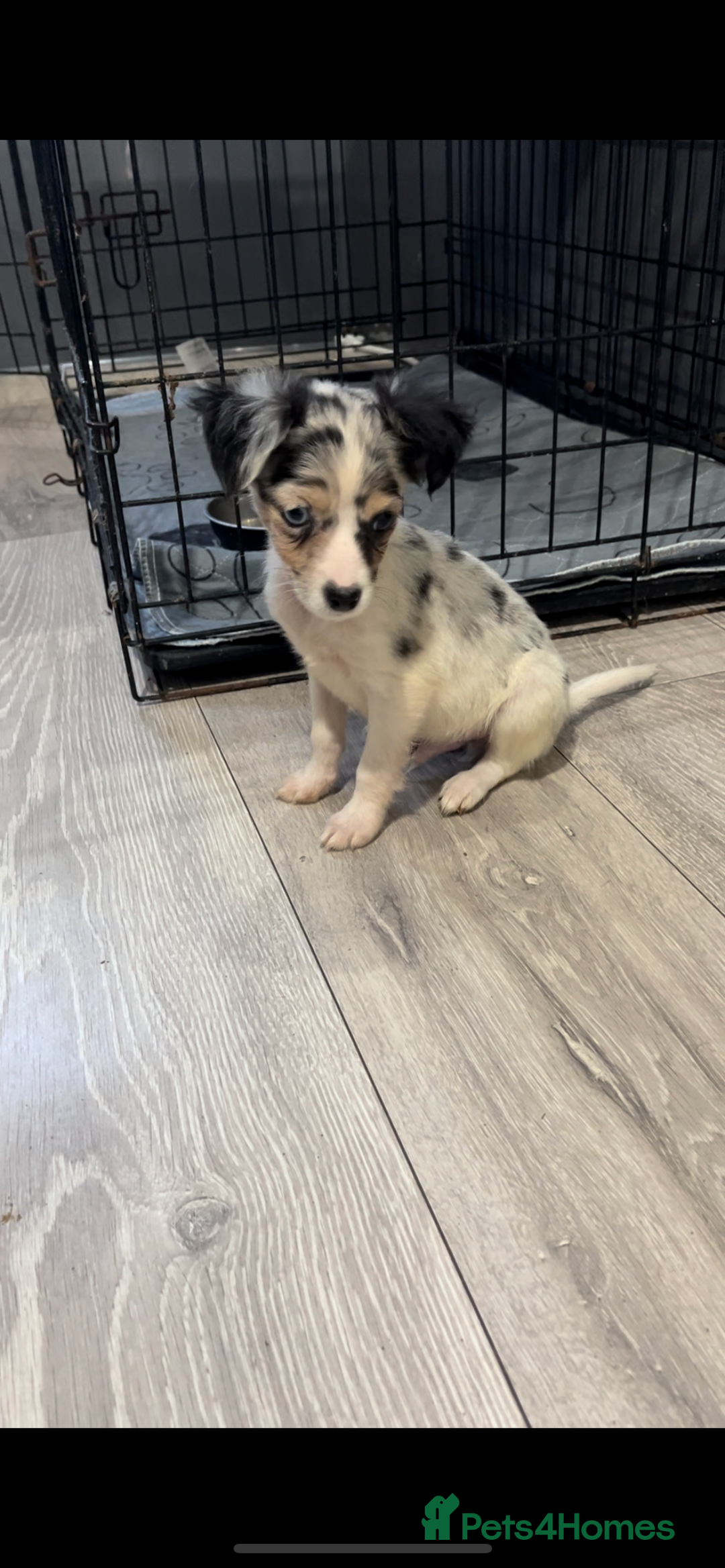 Mixed Breed dogs for sale: Gorgeous litter of Jack x chi pups  - Image 4