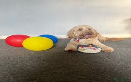 Cockapoo dogs for stud: Cockapoo for Stud - Image 4