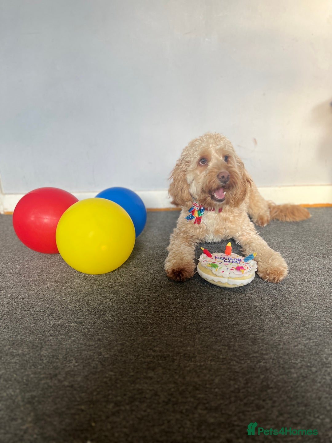 Cockapoo dogs for stud: Cockapoo for Stud - Image 4