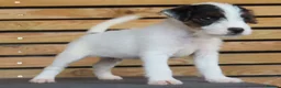 Parson Russell dogs for sale: Quality Parsons Russell Terrier Puppies - Advert 16