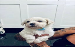 Mixed Breed dogs for sale: READY 🩷🩵F1 Coton de tulear  cross Maltese 😍 - Image 12