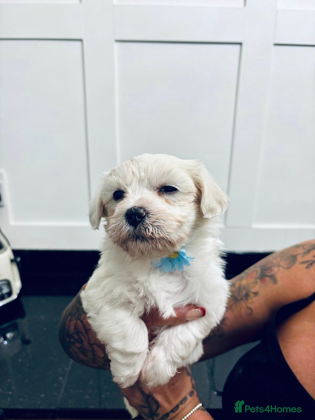 Mixed Breed dogs for sale: READY 🩷🩵F1 Coton de tulear  cross Maltese 😍 - Image 12