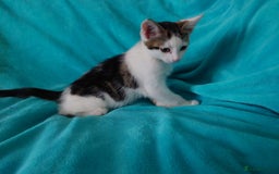 European cats for sale: Kittens for sale - Image 2