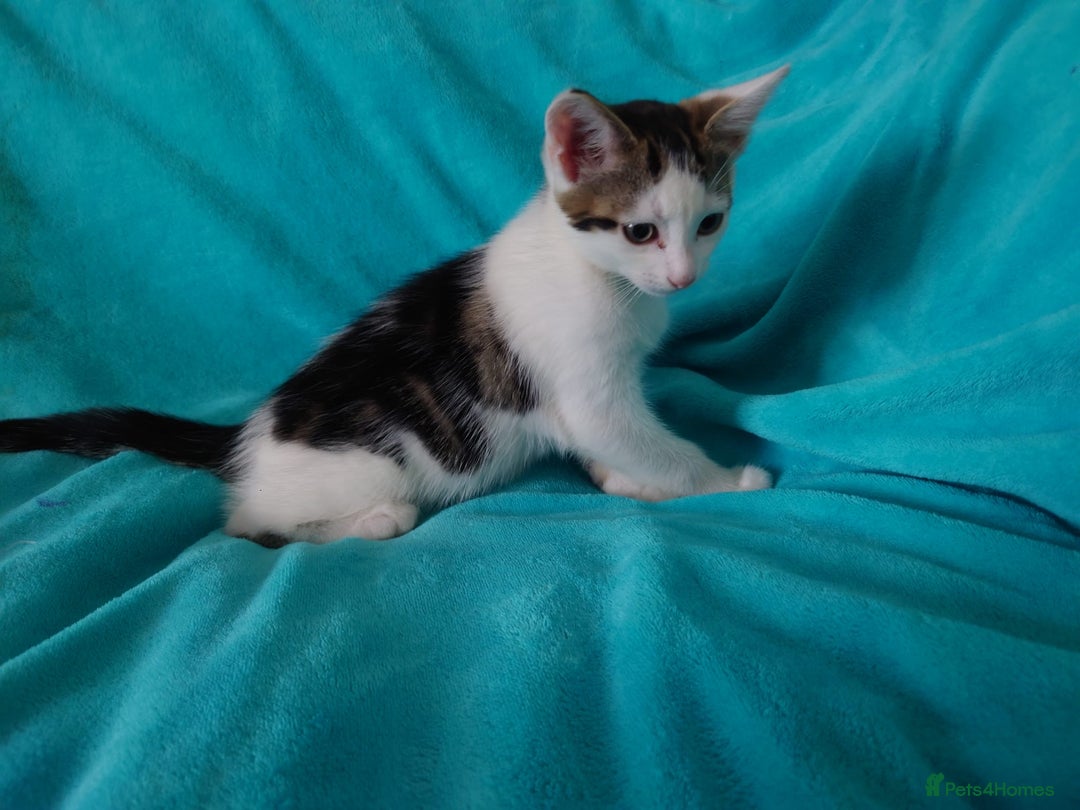 European cats for sale: Kittens for sale - Image 2