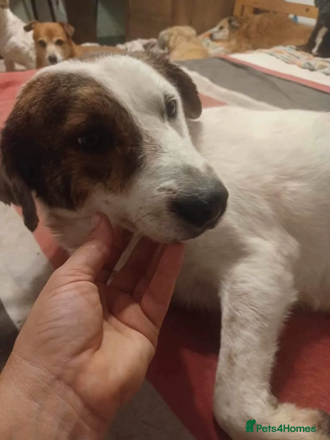 Mixed Breed dogs for adoption: Meet Patch, currently residing in Sheffield  in Sheffield - Advert 2