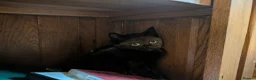 Mixed Breed cats for sale: Gorgeous Kittens Ready for their new homes now.  - Advert 9