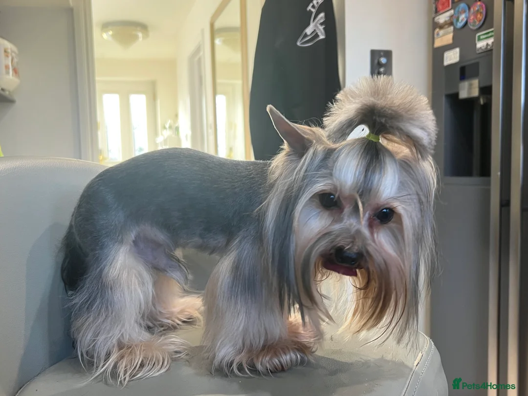 Yorkshire Terrier dogs for stud: The small stud dog 2kg in Romford - Advert 5