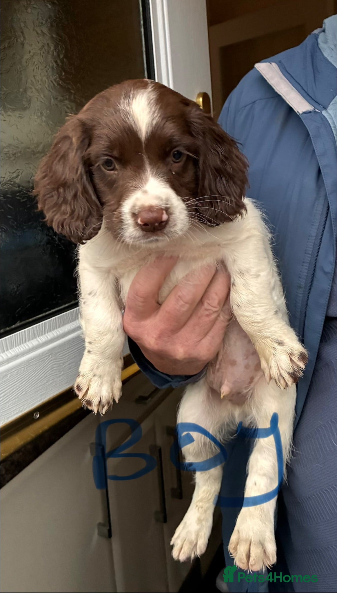 English Springer Spaniel dogs FTCH SIRED PUPS £800 READY TO GO  - Advert 2