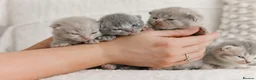 British Shorthair cats for sale: Beautiful British short hair kittens 🐈‍⬛ in Milford Haven - Advert 10