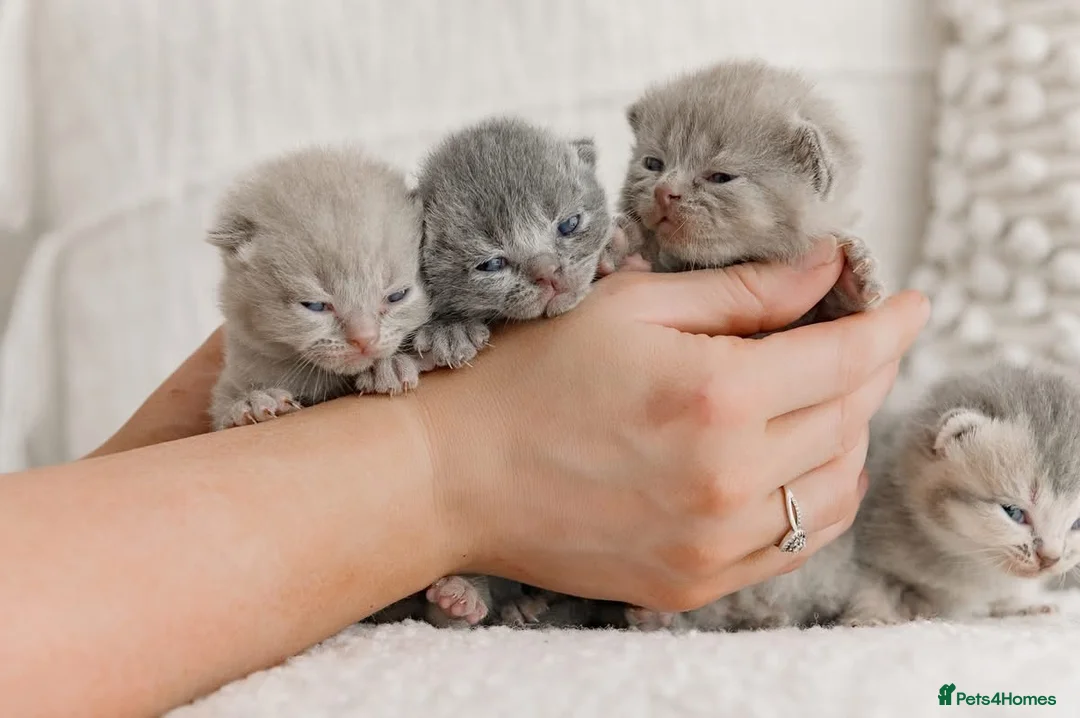 British Shorthair cats for sale: Beautiful British short hair kittens 🐈‍⬛ in Milford Haven - Advert 10
