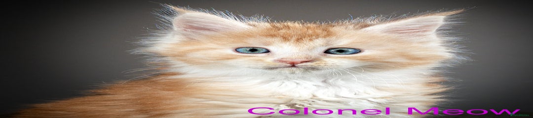 Maine Coon Kitten 1