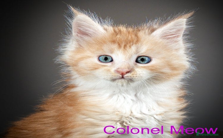 Maine Coon cats - Advert 1