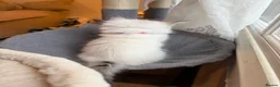 Ragdoll cats for sale: ✨Ragdoll Kittens for Sale - Advert 15