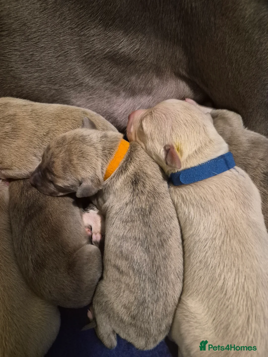 Whippet dogs for sale: KC Whippet Puppies - Champion Lines - Advert 5