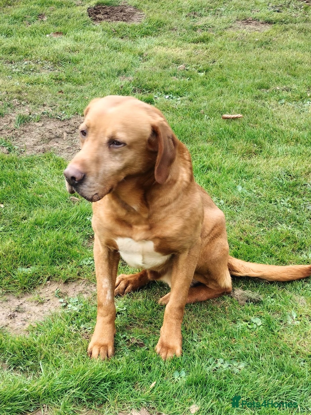 Labrador Retriever dogs for sale: 1st Class ⭐️⭐️⭐️⭐️⭐️ Licensed - Image 3