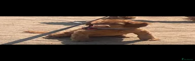 Cockapoo girl