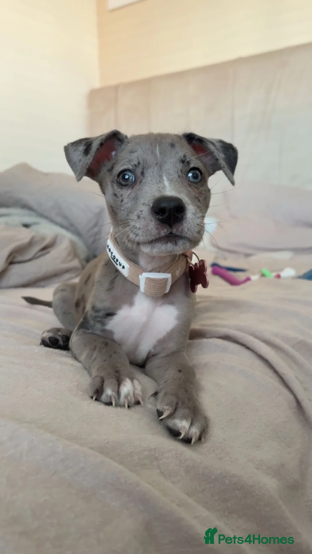 Mixed Breed dogs for sale: Zena the 14 week old staffy x husky x xl bully - Advert 2