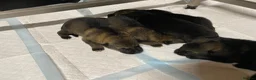 German Shepherd dogs for sale: 🐶Royal Kennel Club Straight Back GSD puppies🐶 - Advert 14