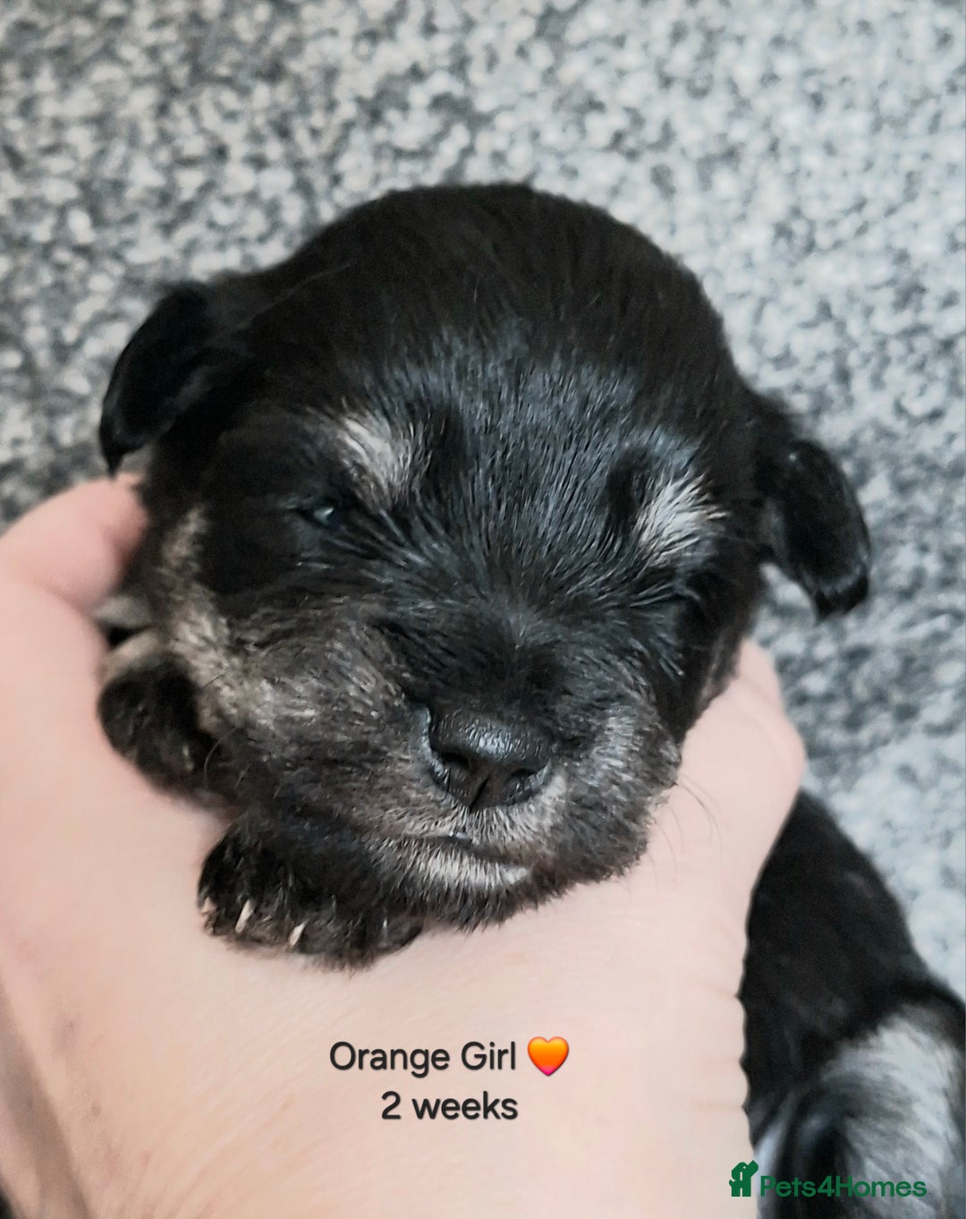 Miniature Schnauzer dogs for sale: Fantastic litter of Black and Silver pups K.C Reg - Advert 2