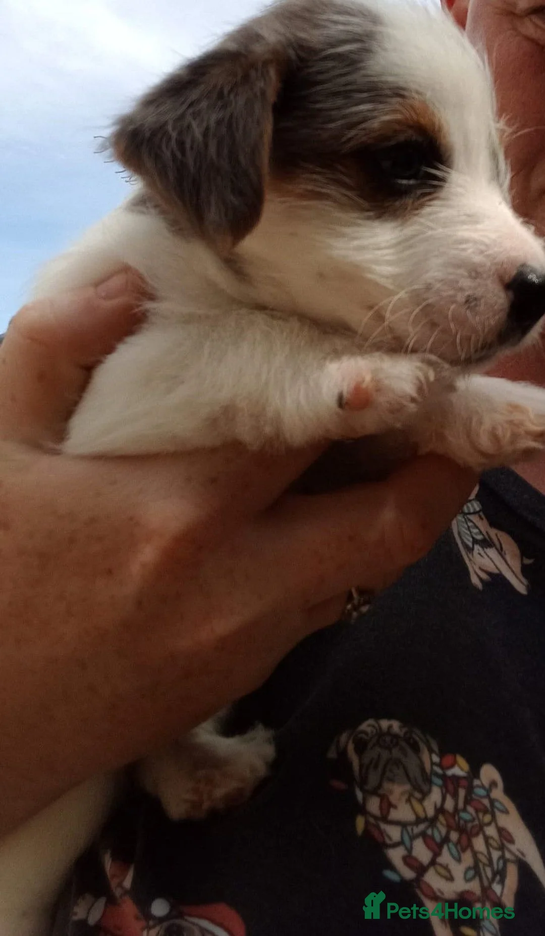 Jack Russell dogs for sale: Jackrussel puppiea for sale  in Southampton - Advert 2