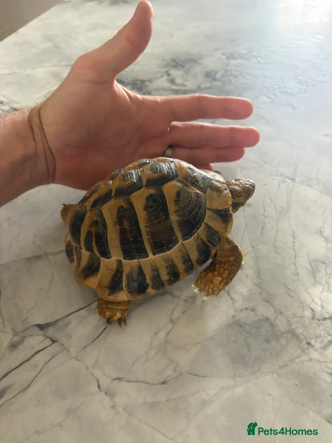 Tortoise reptiles for sale: 4.5 year old Hermanus tortoise - Advert 4